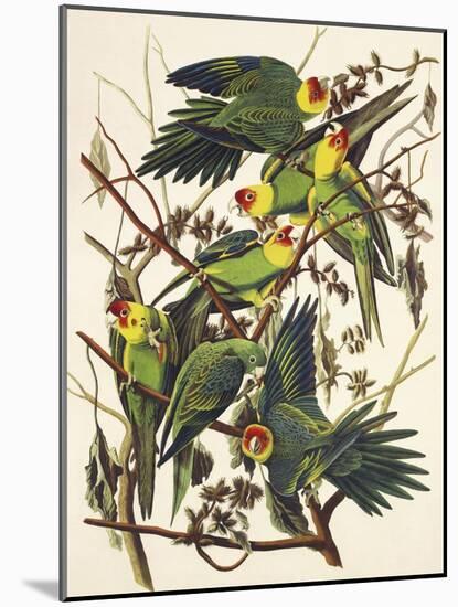 Carolina Parrot-John James Audubon-Mounted Art Print