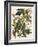 Carolina Parrot-John James Audubon-Framed Art Print