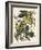 Carolina Parrot-John James Audubon-Framed Art Print