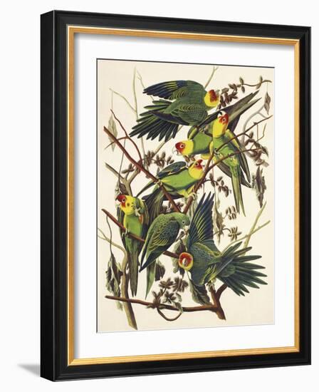 Carolina Parrot-John James Audubon-Framed Art Print