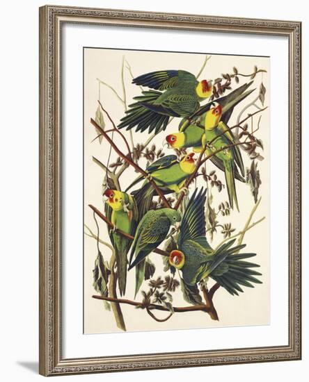 Carolina Parrot-John James Audubon-Framed Art Print