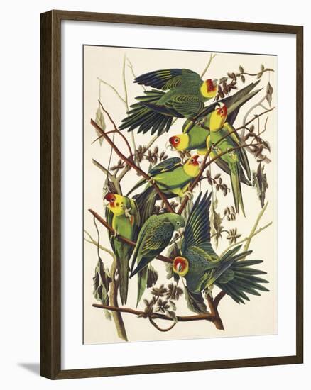 Carolina Parrot-John James Audubon-Framed Art Print