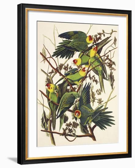 Carolina Parrot-John James Audubon-Framed Art Print