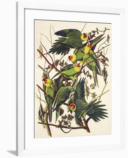 Carolina Parrot-John James Audubon-Framed Art Print