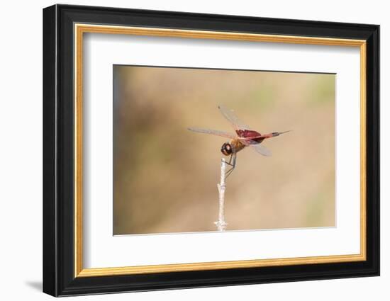 Carolina Saddlebags male-Richard and Susan Day-Framed Photographic Print