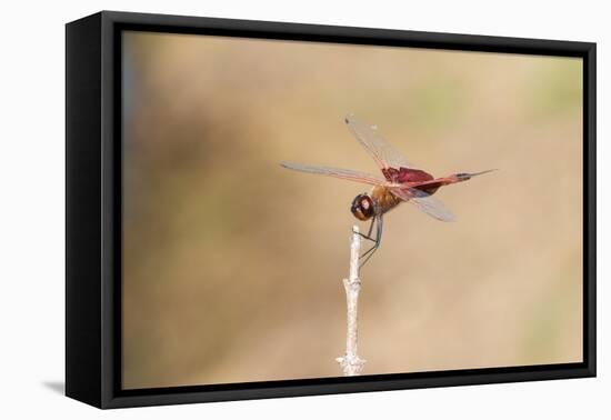 Carolina Saddlebags male-Richard and Susan Day-Framed Premier Image Canvas