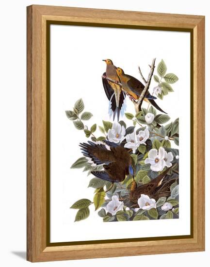Carolina Turtle Dove-John James Audubon-Framed Premier Image Canvas
