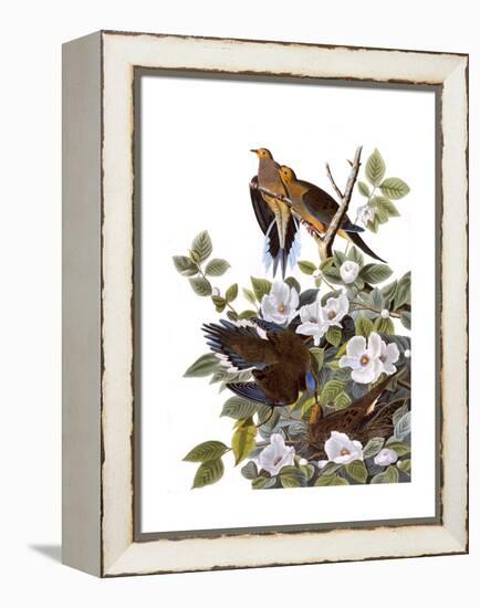 Carolina Turtle Dove-John James Audubon-Framed Premier Image Canvas