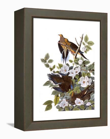 Carolina Turtle Dove-John James Audubon-Framed Premier Image Canvas