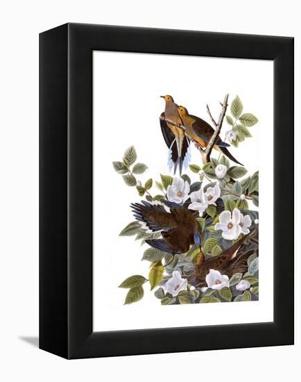 Carolina Turtle Dove-John James Audubon-Framed Premier Image Canvas