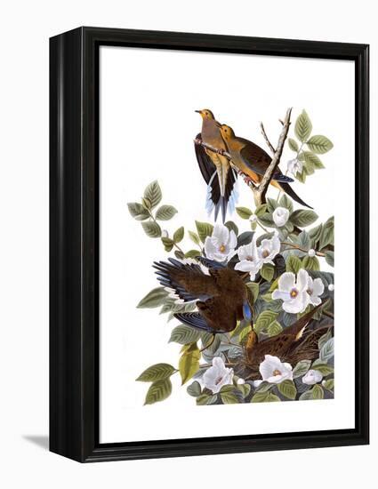 Carolina Turtle Dove-John James Audubon-Framed Premier Image Canvas