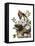 Carolina Turtle Dove-John James Audubon-Framed Premier Image Canvas