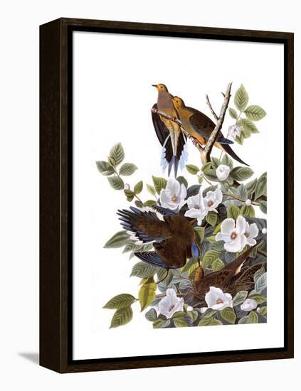 Carolina Turtle Dove-John James Audubon-Framed Premier Image Canvas