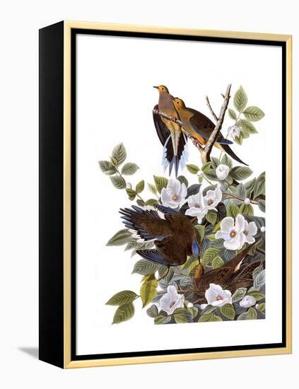 Carolina Turtle Dove-John James Audubon-Framed Premier Image Canvas
