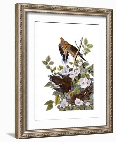 Carolina Turtle Dove-John James Audubon-Framed Giclee Print