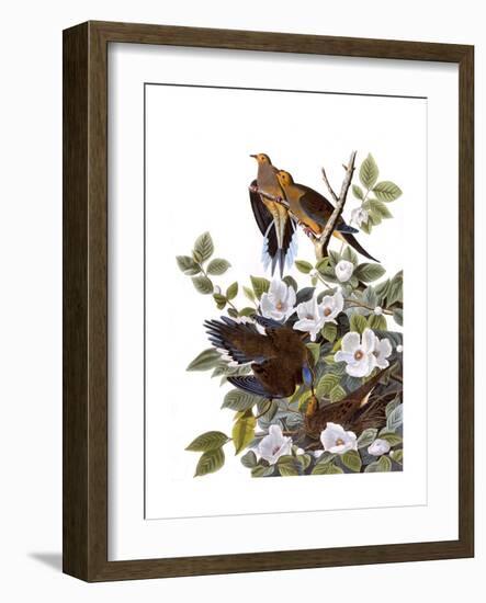 Carolina Turtle Dove-John James Audubon-Framed Giclee Print