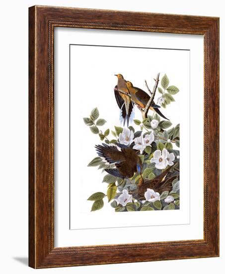 Carolina Turtle Dove-John James Audubon-Framed Giclee Print