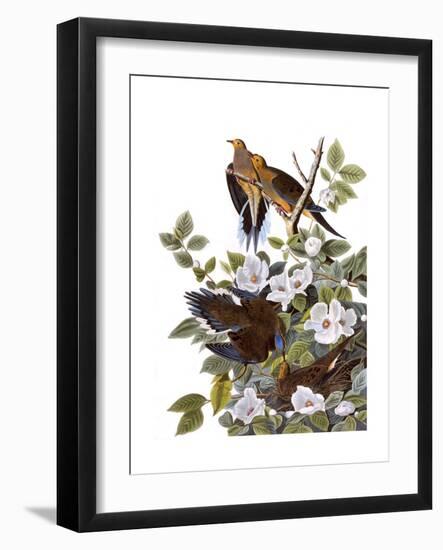 Carolina Turtle Dove-John James Audubon-Framed Giclee Print