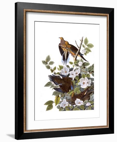 Carolina Turtle Dove-John James Audubon-Framed Giclee Print