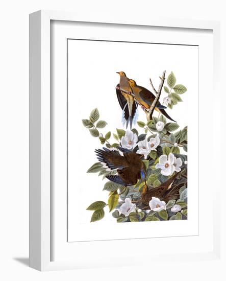 Carolina Turtle Dove-John James Audubon-Framed Giclee Print