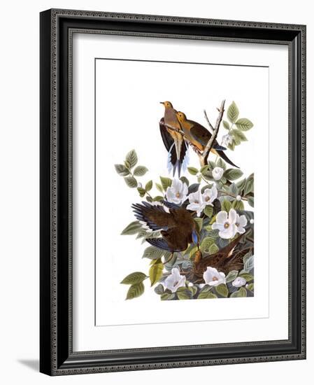 Carolina Turtle Dove-John James Audubon-Framed Giclee Print