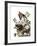 Carolina Turtle Dove-John James Audubon-Framed Giclee Print