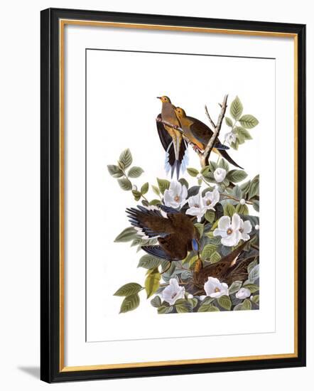 Carolina Turtle Dove-John James Audubon-Framed Giclee Print