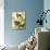 Carolina Turtle Dove-John James Audubon-Premium Giclee Print displayed on a wall