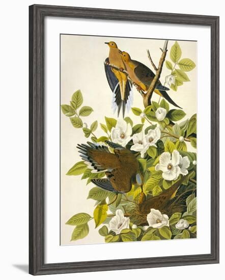 Carolina Turtle Dove-John James Audubon-Framed Premium Giclee Print