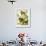 Carolina Turtle Dove-John James Audubon-Framed Premium Giclee Print displayed on a wall