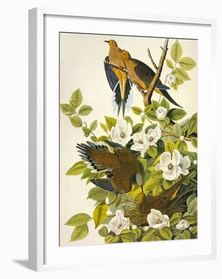 Carolina Turtle Dove-John James Audubon-Framed Premium Giclee Print