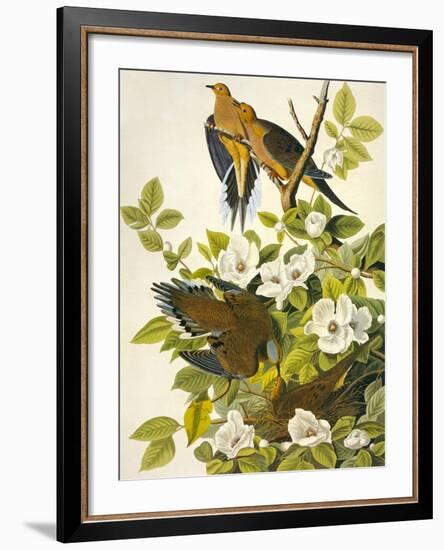 Carolina Turtle Dove-John James Audubon-Framed Premium Giclee Print