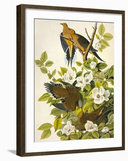 Carolina Turtle Dove-John James Audubon-Framed Premium Giclee Print