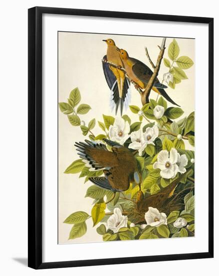 Carolina Turtle Dove-John James Audubon-Framed Premium Giclee Print