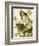 Carolina Turtle Dove-John James Audubon-Framed Art Print