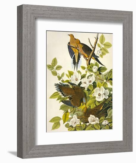 Carolina Turtle Dove-John James Audubon-Framed Art Print