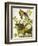 Carolina Turtle Dove-John James Audubon-Framed Art Print