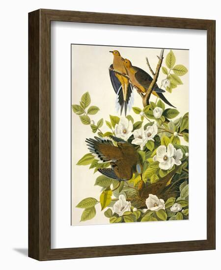 Carolina Turtle Dove-John James Audubon-Framed Art Print