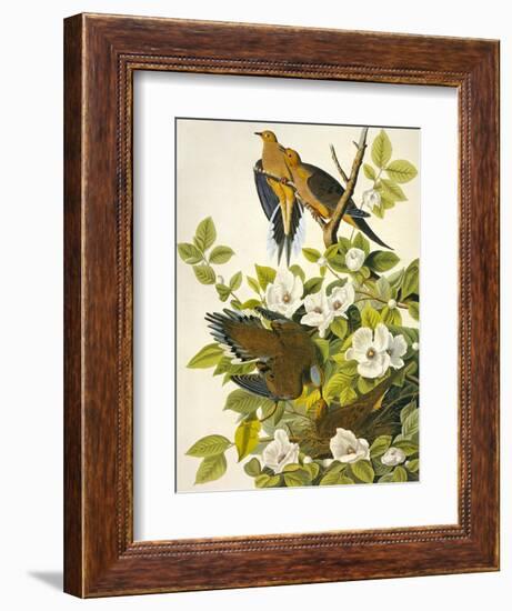 Carolina Turtle Dove-John James Audubon-Framed Art Print