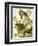 Carolina Turtle Dove-John James Audubon-Framed Art Print