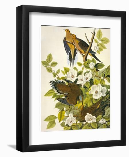 Carolina Turtle Dove-John James Audubon-Framed Art Print