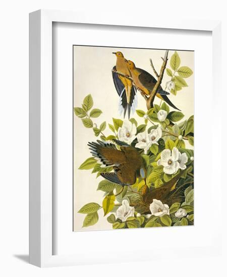 Carolina Turtle Dove-John James Audubon-Framed Art Print