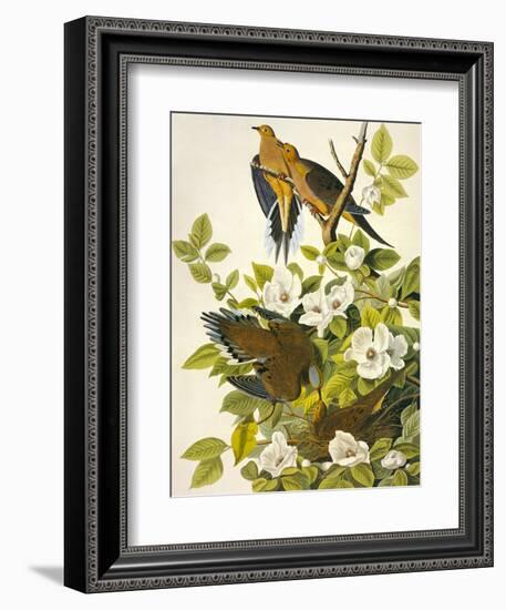 Carolina Turtle Dove-John James Audubon-Framed Art Print