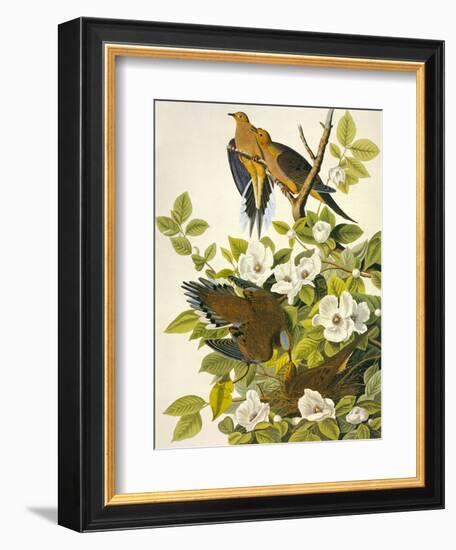 Carolina Turtle Dove-John James Audubon-Framed Art Print