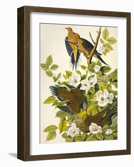 Carolina Turtle Dove-John James Audubon-Framed Art Print