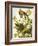 Carolina Turtle Dove-John James Audubon-Framed Art Print