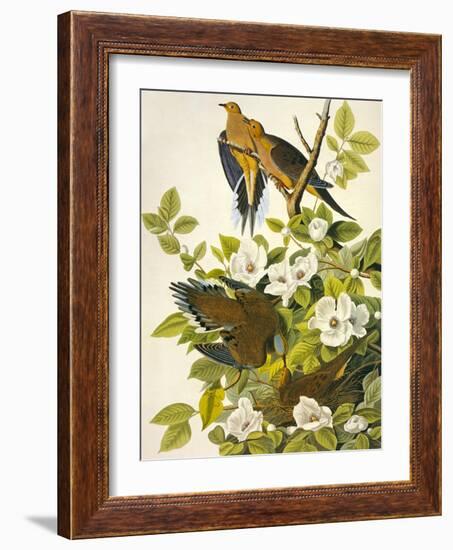 Carolina Turtle Dove-John James Audubon-Framed Art Print