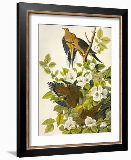 Carolina Turtle Dove-John James Audubon-Framed Art Print