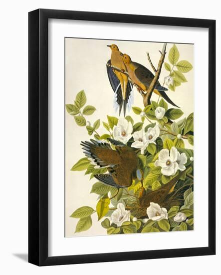 Carolina Turtle Dove-John James Audubon-Framed Art Print