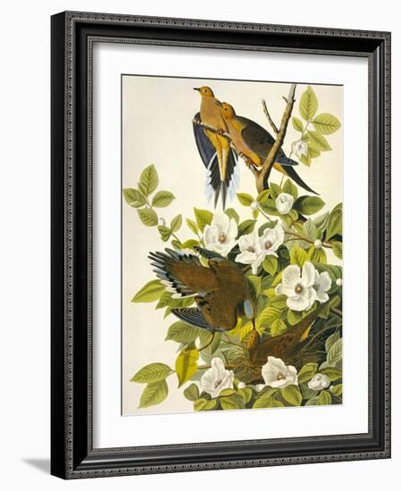 Carolina Turtle Dove-John James Audubon-Framed Art Print